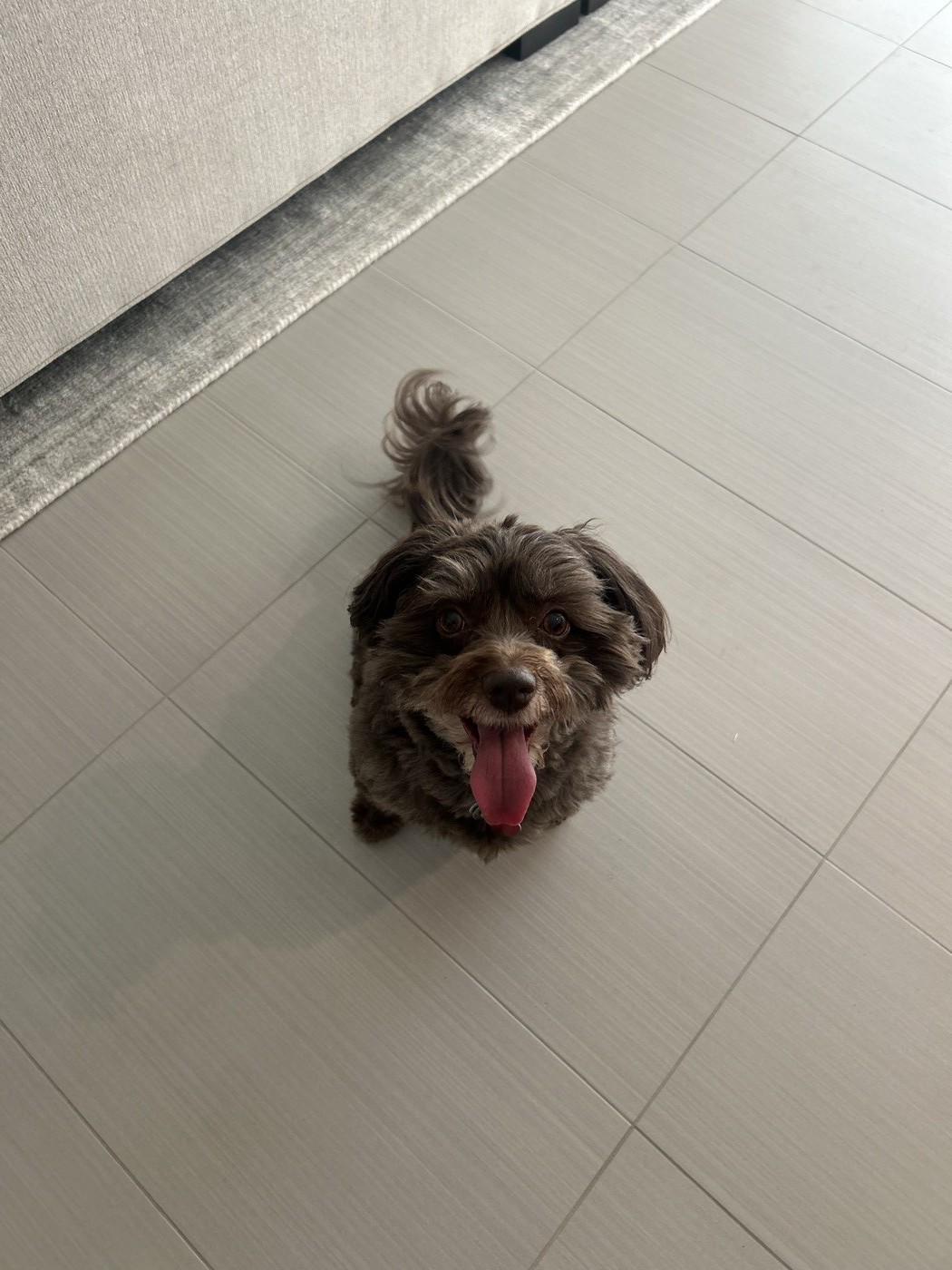 Amelia's dog sitting on the floor, tongue out